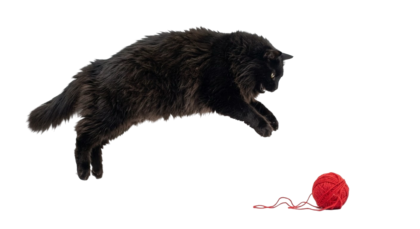 Gattino nero che gioca con un gomitolo di lana rossa
